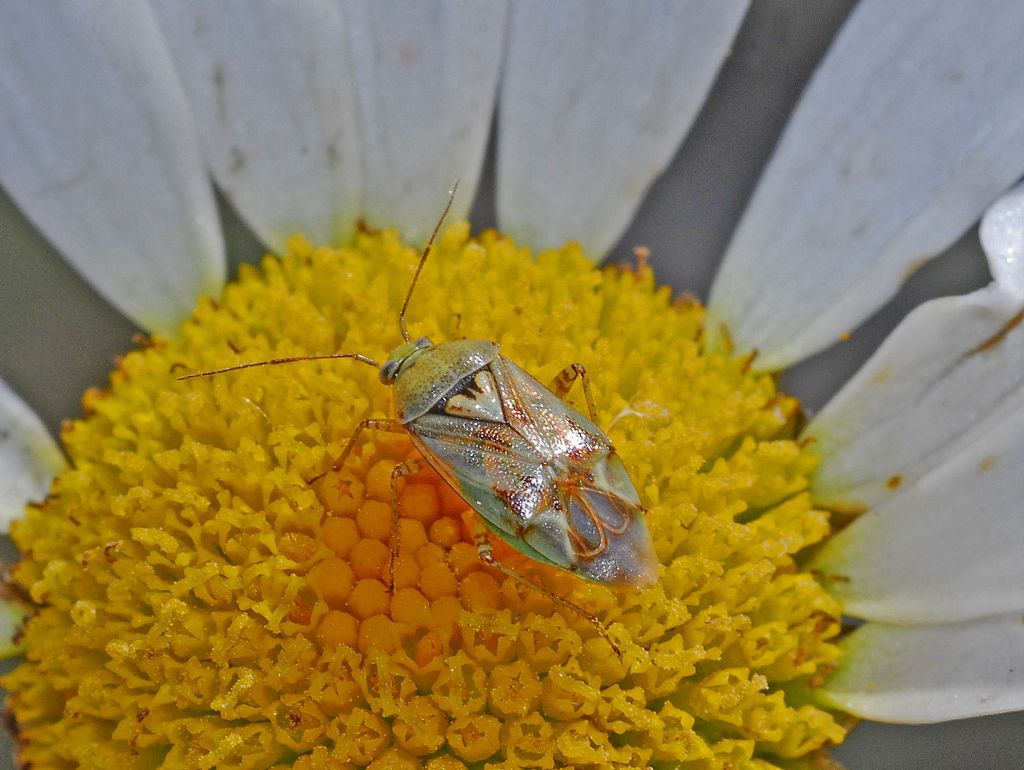 Miridae: Lygus gemellatus